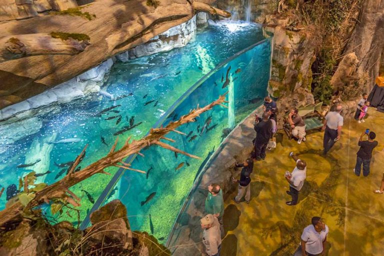 Aquarium and Fish Feeding Memphis Attractions Big Cypress Lodge