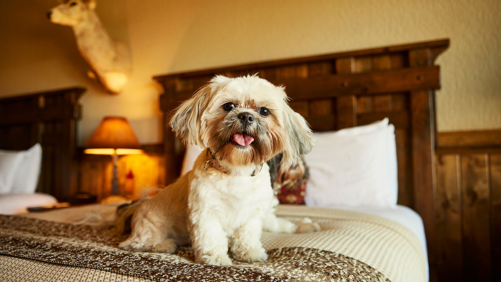 Take A Look About Cypress Pet Friendly Hotel